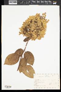 Hydrangea paniculata image