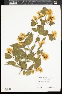 Philadelphus coronarius image