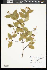 Philadelphus hirsutus image