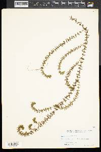 Elodea canadensis image