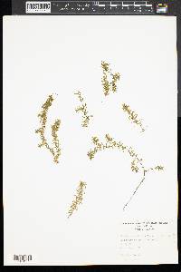 Elodea nuttallii image