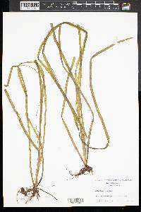 Vallisneria americana image