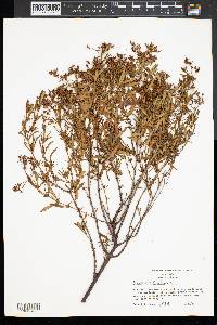 Hypericum densiflorum image