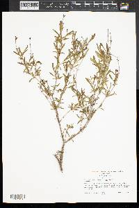 Hypericum densiflorum image