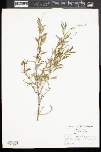 Hypericum densiflorum image