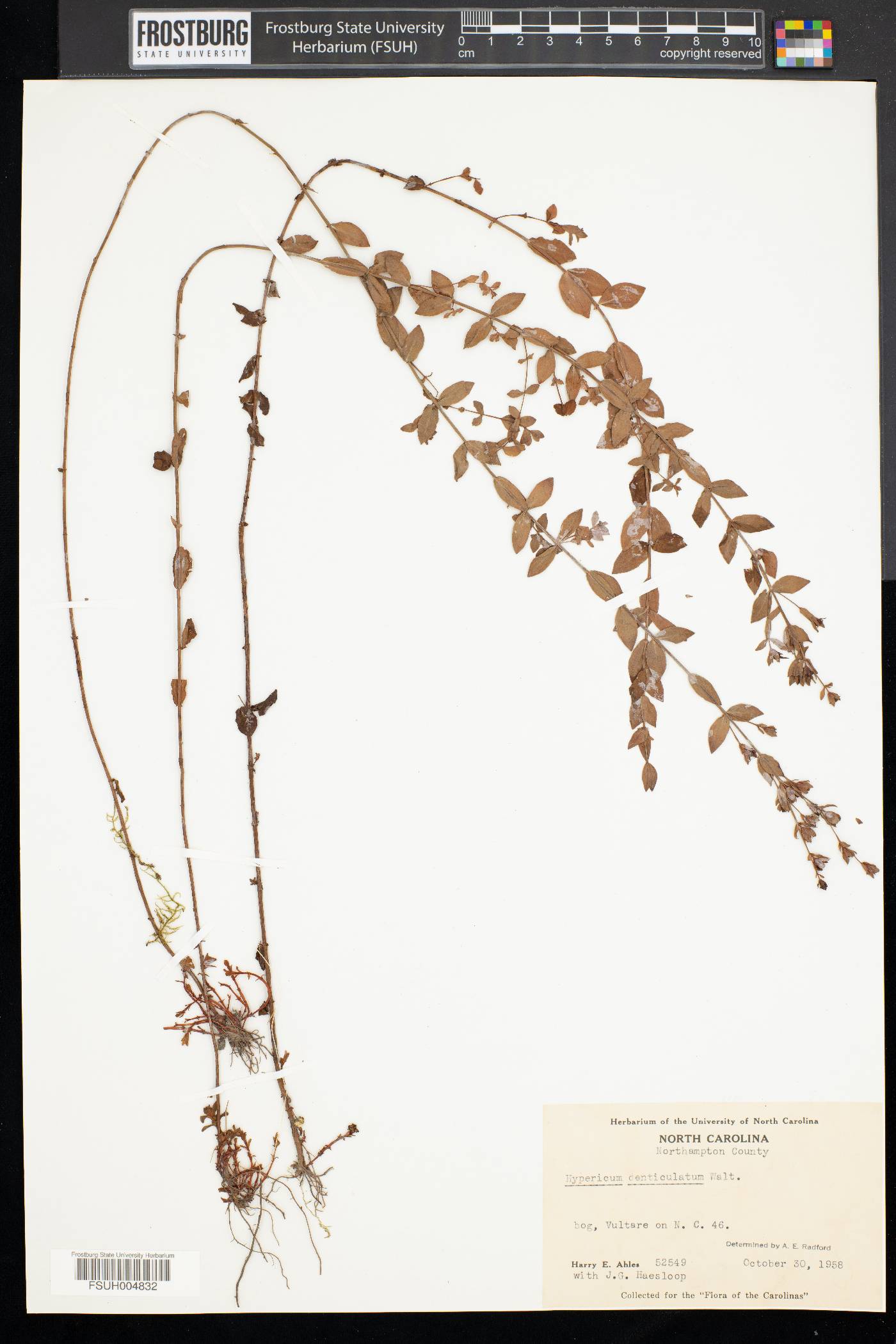 Hypericum denticulatum image
