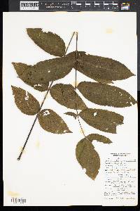 Juglans cinerea image