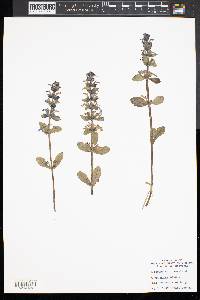 Ajuga genevensis image