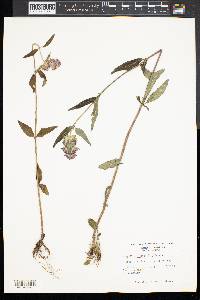 Blephilia ciliata image