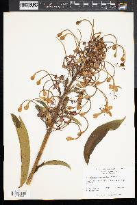 Clerodendrum indicum image