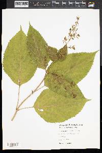 Collinsonia canadensis image