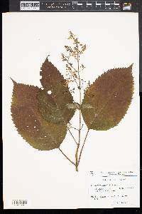 Collinsonia canadensis image