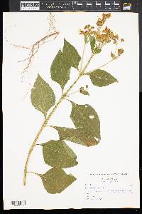 Collinsonia canadensis image