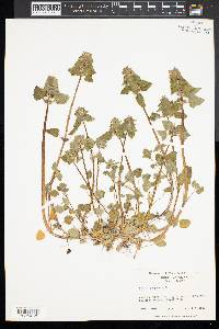 Lamium purpureum image