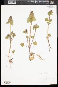 Lamium purpureum image