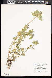 Lamium purpureum image