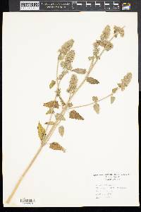 Nepeta cataria image