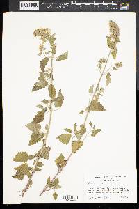 Nepeta cataria image