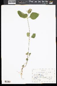 Scutellaria elliptica image