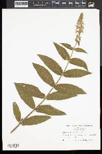 Stachys tenuifolia image