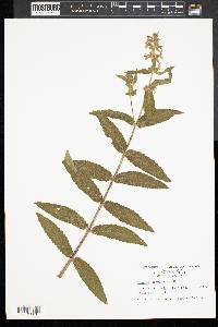 Stachys tenuifolia image