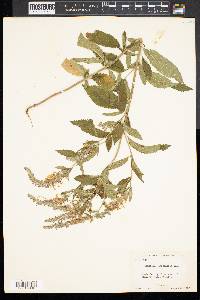 Teucrium canadense var. occidentale image