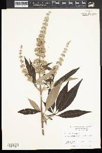 Vitex agnus-castus image