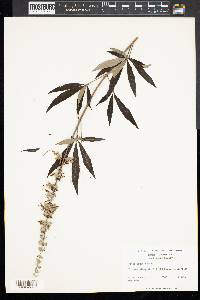 Vitex agnus-castus image