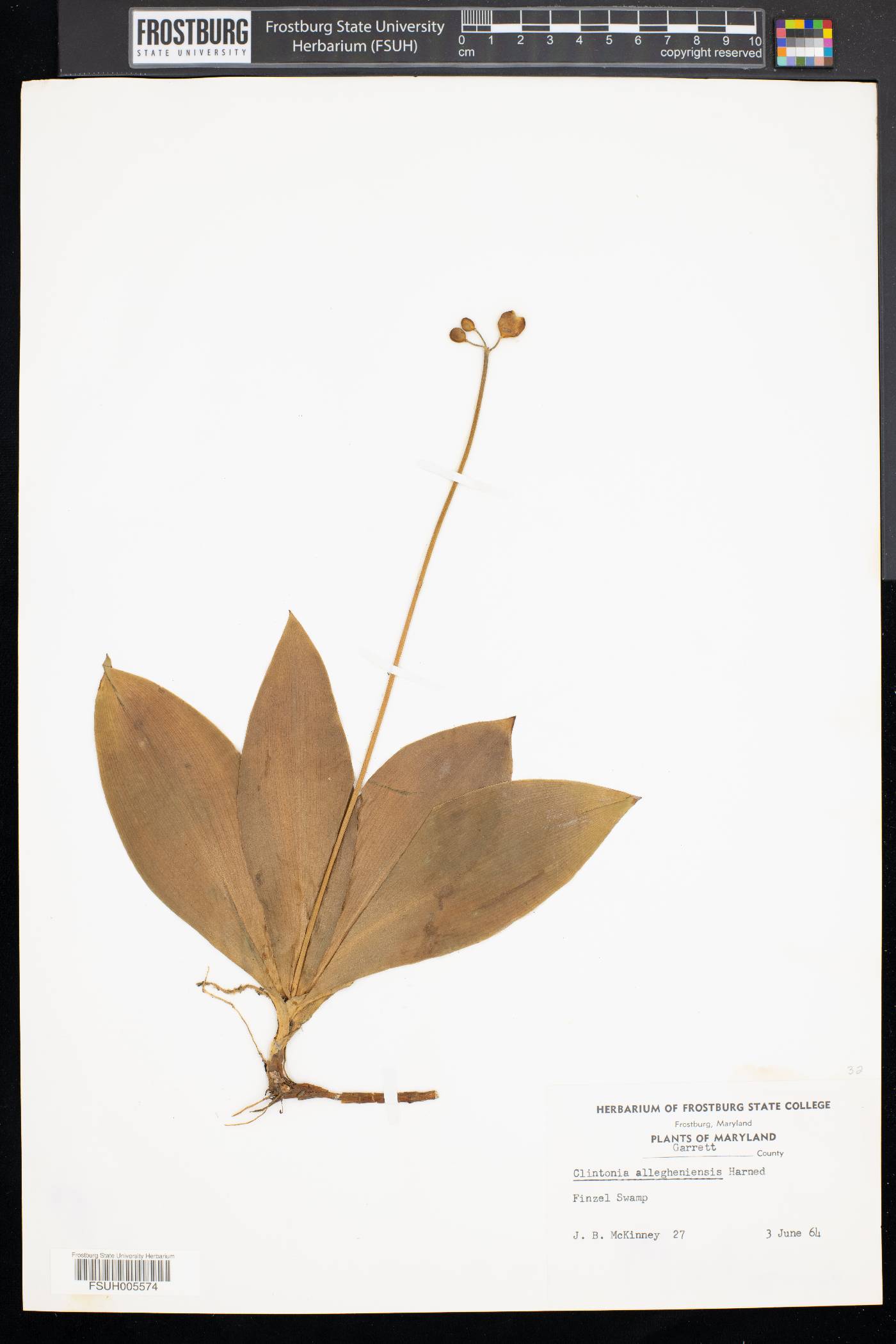 Clintonia alleghaniensis image