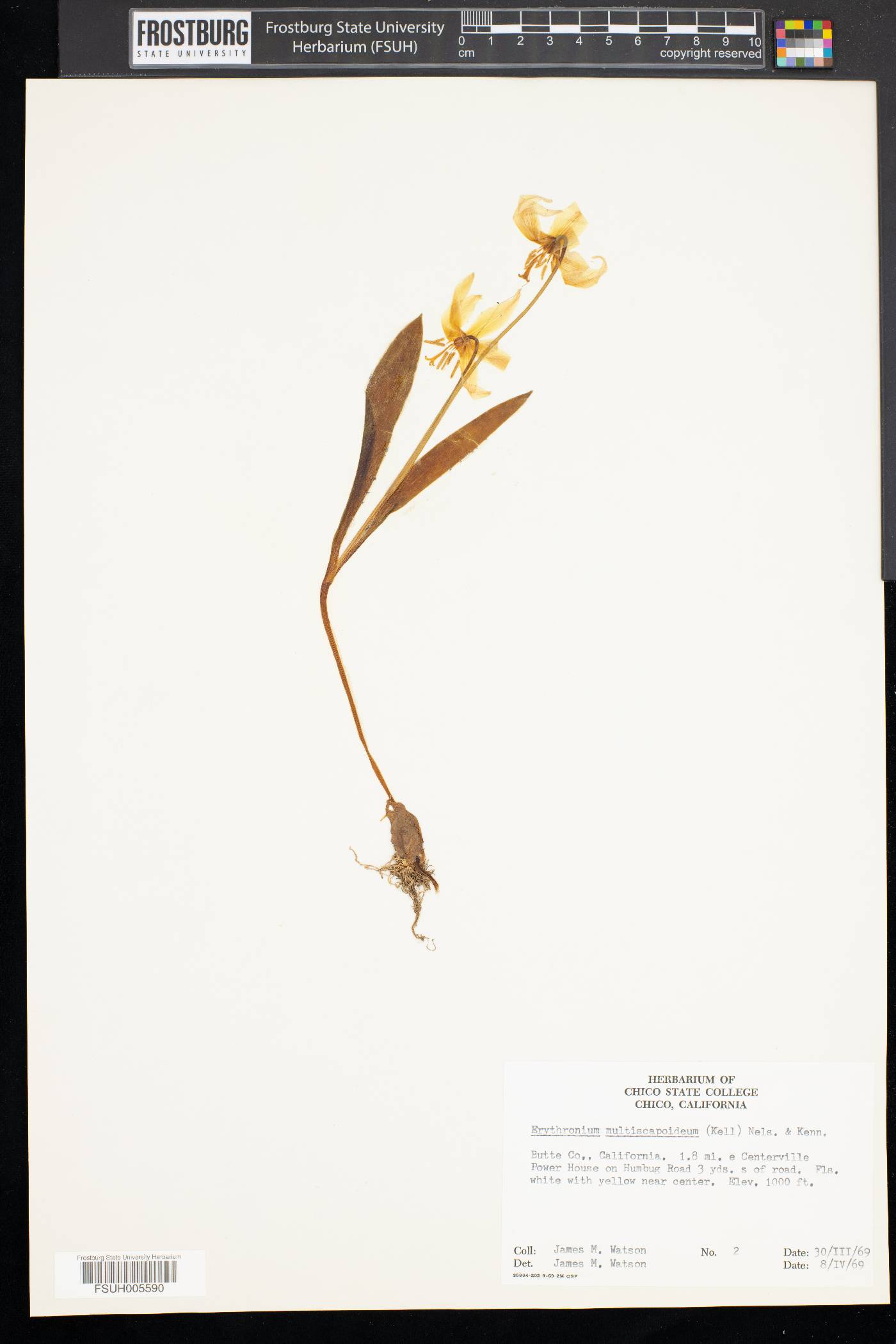 Erythronium multiscapoideum image