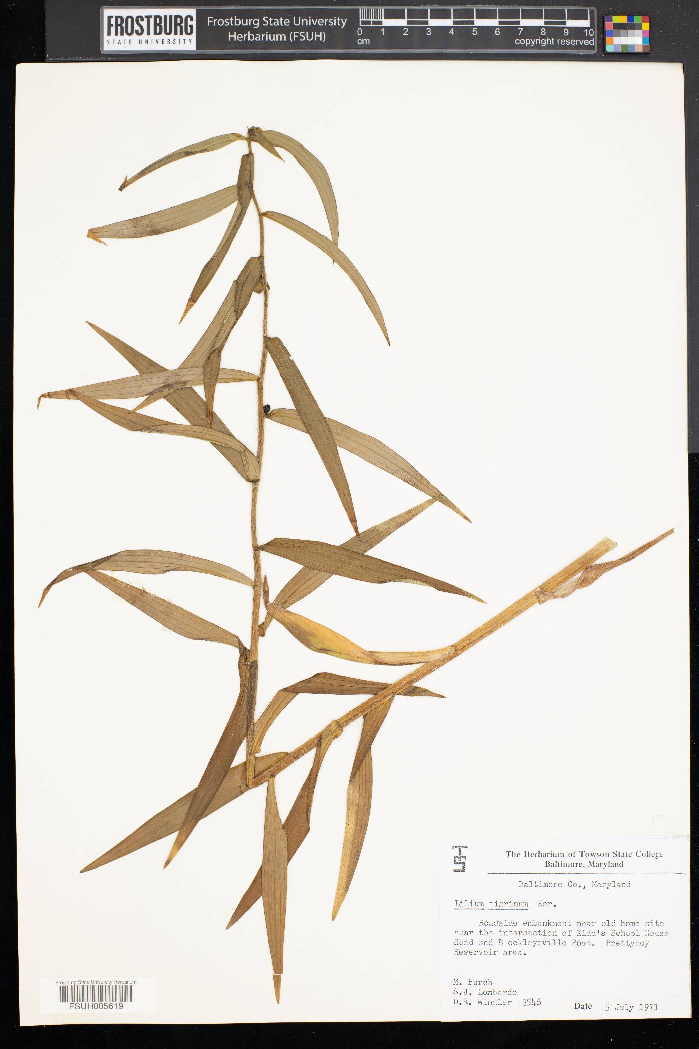 Lilium tigrinum image