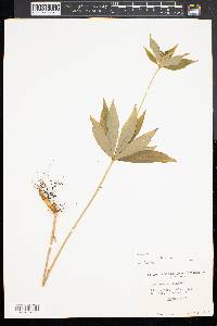 Medeola virginiana image