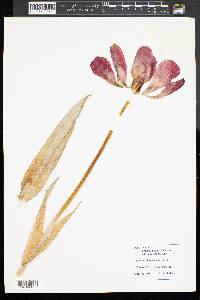 Tulipa gesneriana image