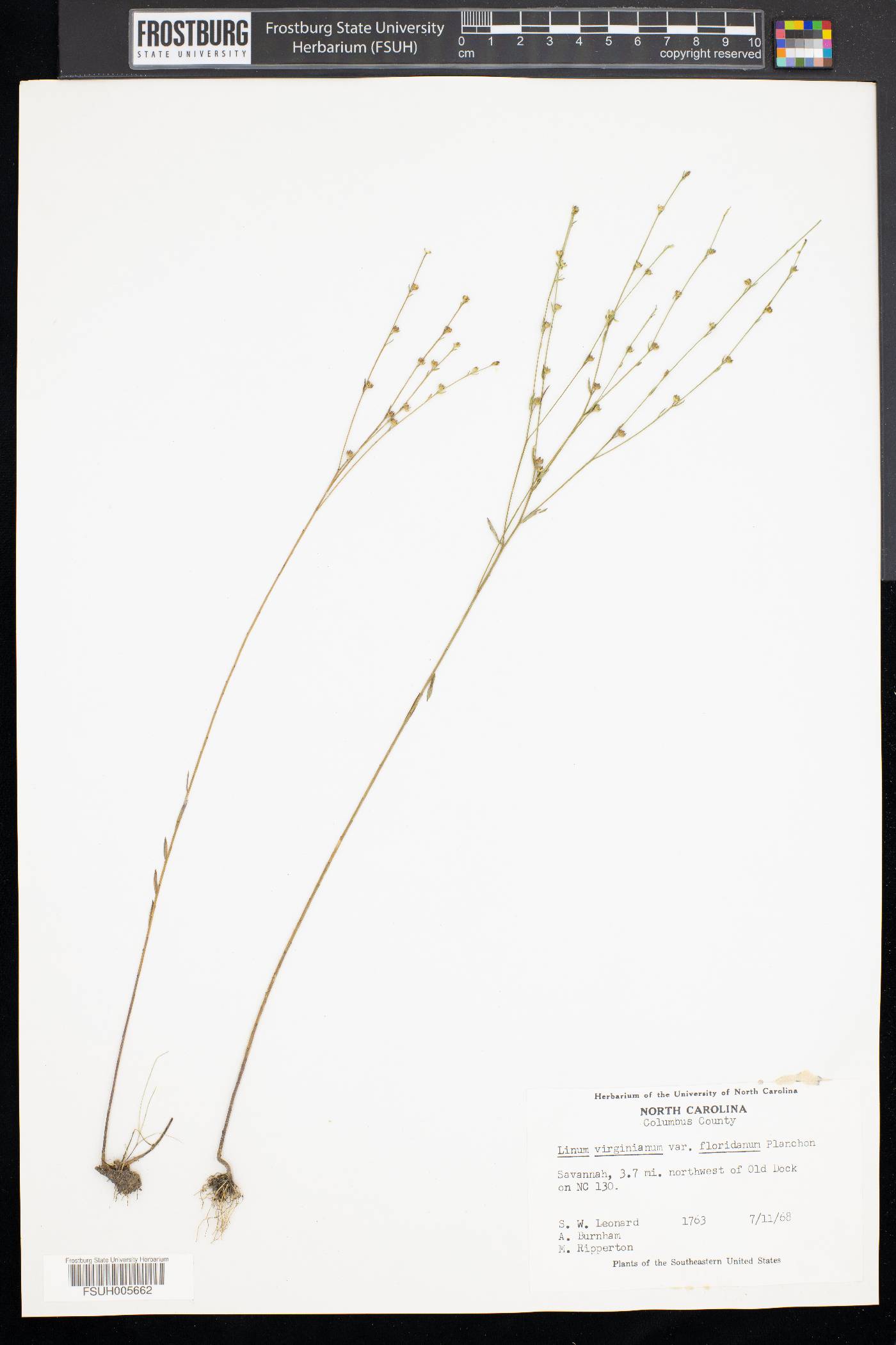 Linum virginianum var. floridanum image
