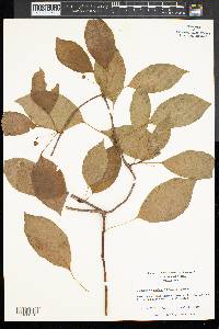 Schisandra glabra image