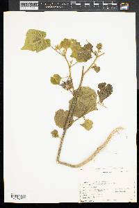 Abutilon theophrasti image