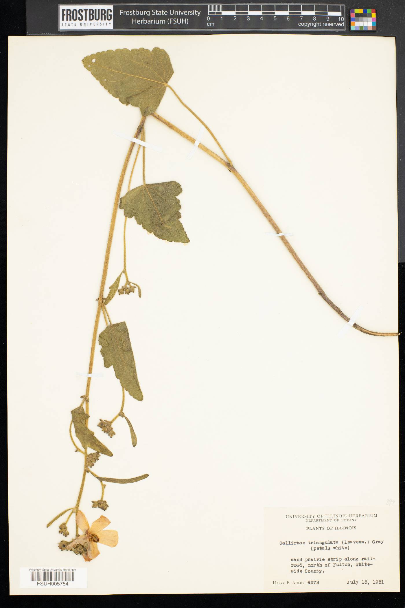 Callirhoe triangulata image