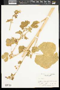 Malva sylvestris image