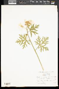 Malva moschata image