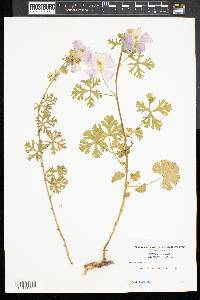 Malva moschata image