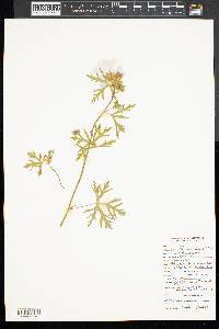 Malva moschata image