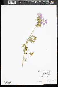 Malva moschata image