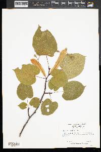 Tilia heterophylla image