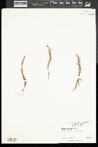 Mayaca aubletii image
