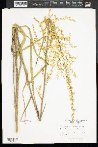 Stenanthium gramineum image