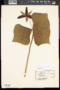 Trillium erectum image