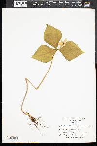 Trillium erectum image