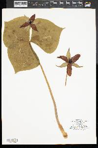 Trillium erectum image