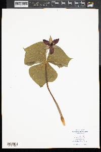 Trillium erectum image