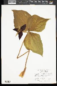 Trillium erectum image